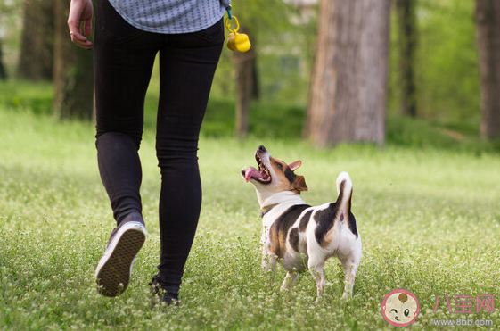 大学生兴起免费帮人遛狗潮是怎么回事 如何看待大学生免费遛狗 大学生兴起免费帮人遛狗潮是怎么回事 如何看待大学生免费遛狗