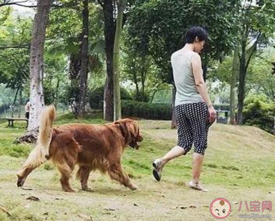 大学生兴起免费帮人遛狗潮是怎么回事 如何看待大学生免费遛狗 大学生兴起免费帮人遛狗潮是怎么回事 如何看待大学生免费遛狗