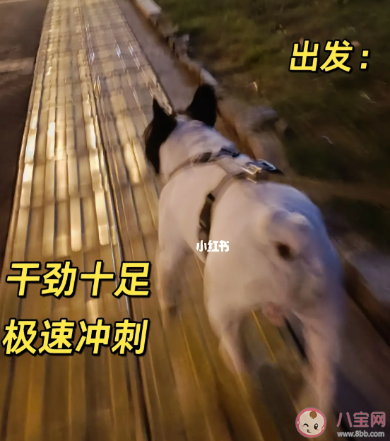 为什么大学生遛狗火了 遛狗背后隐藏什么风险责任