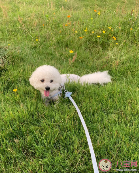 为什么大学生遛狗火了 遛狗背后隐藏什么风险责任