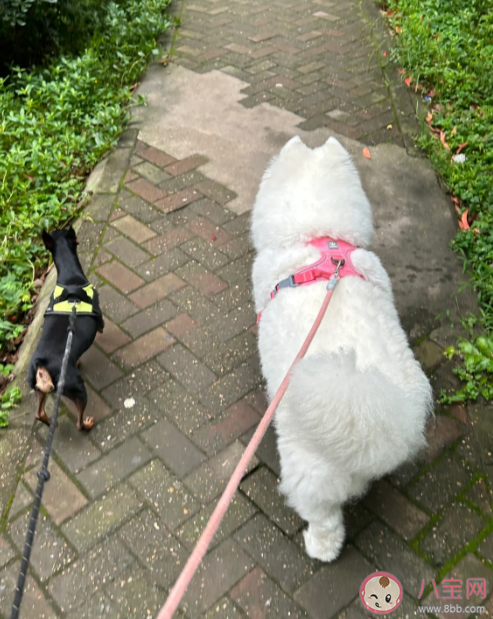 为什么大学生遛狗火了 遛狗背后隐藏什么风险责任