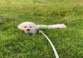 为什么大学生遛狗火了 遛狗背后隐藏什么风险责任