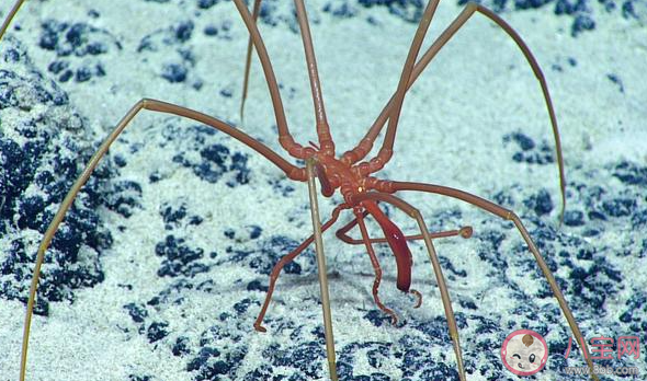 海蜘蛛的主要食物是什么 神奇海洋6月21日答案