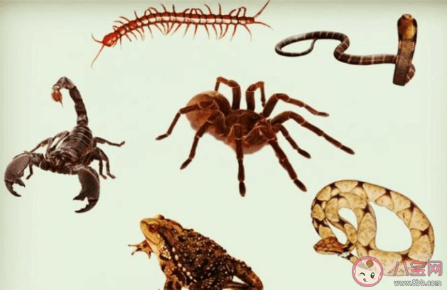 端午到五毒醒哪个习俗与五毒有关 蚂蚁庄园6月22日答案