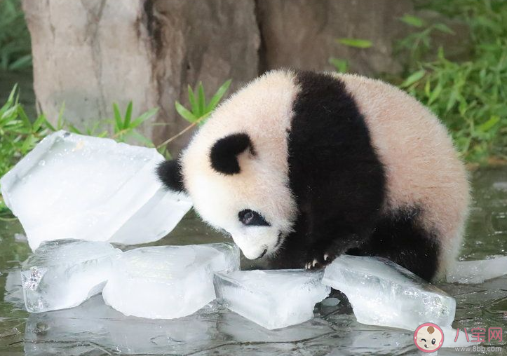 大熊猫为什么很怕热 多少度对大熊猫来说算热