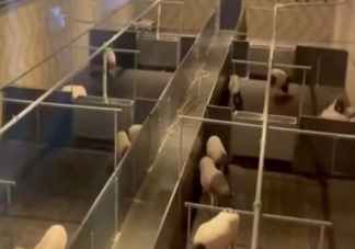 你想住猪景房吗 猪景房怎么火了