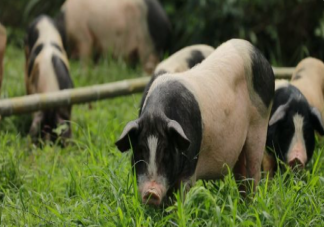 猪景房一晚8888元是怎么回事 为什么猪景房这么贵