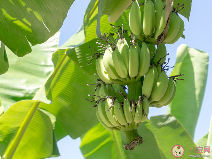 香蕉树其实是一种什么植物 蚂蚁庄园6月30日答案