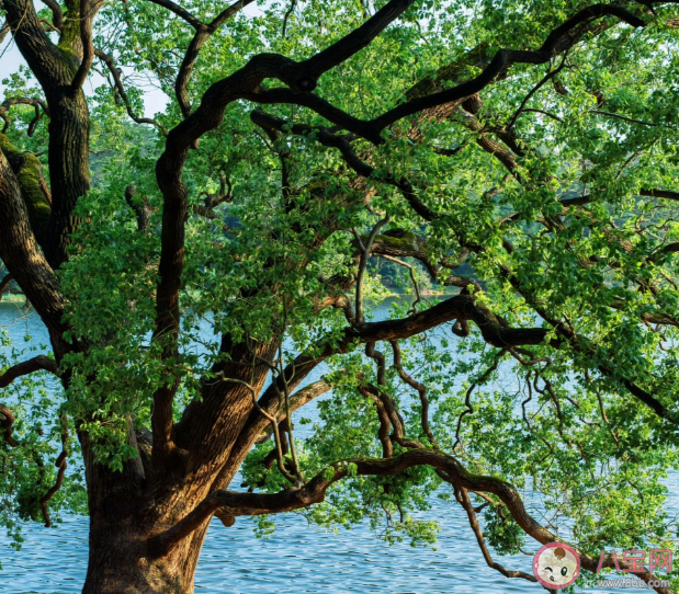 8月15日正式成为全国生态日 为什么要设立全国生态日