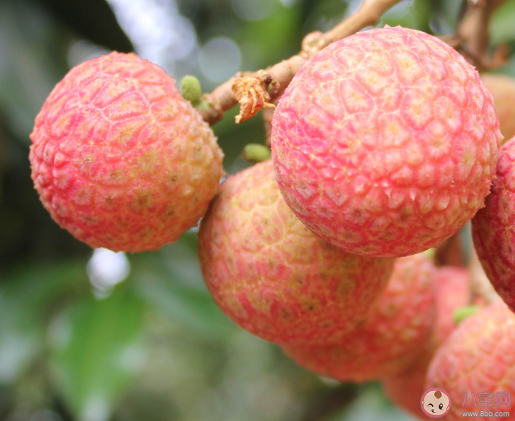 北园绿荔枝最贵每斤388元 为什么有的荔枝这么贵 北园绿荔枝最贵每斤388元 为什么有的荔枝这么贵