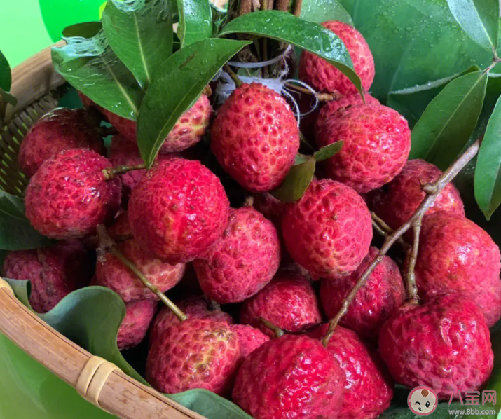 北园绿荔枝最贵每斤388元 为什么有的荔枝这么贵 北园绿荔枝最贵每斤388元 为什么有的荔枝这么贵