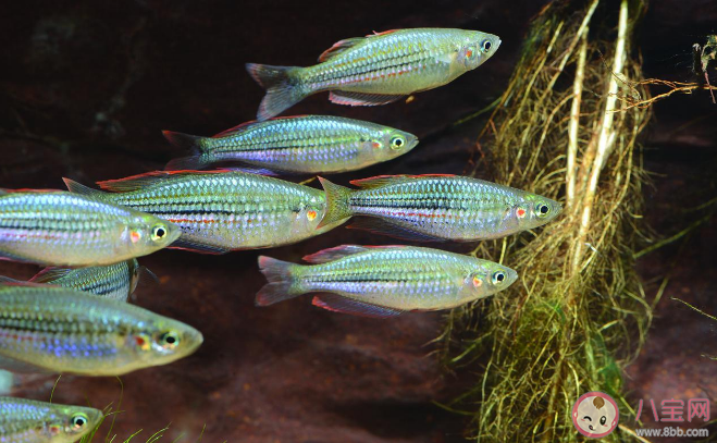 蚂蚁庄园鱼在水里会主动喝水吗 7月1日答案介绍