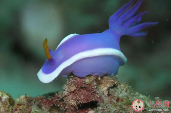 海蛞蝓是什么类型的动物 神奇海洋6月30日答案 海蛞蝓是什么类型的动物 神奇海洋6月30日答案