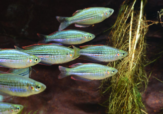 蚂蚁庄园鱼在水里会主动喝水吗 7月1日答案介绍