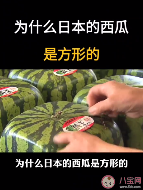 日本卖不能吃的方形西瓜1个500元 方形西瓜是怎么种出来的