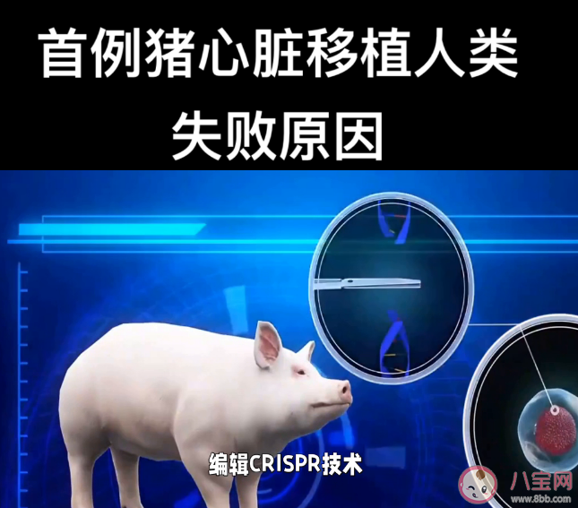 首位猪心移植患者心衰原因公布 猪心移植手术的原理是什么