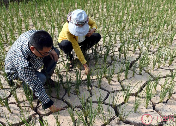 高温叠加少雨北方2地出现特旱 特旱天气会带来哪些影响 高温叠加少雨北方2地出现特旱 特旱天气会带来哪些影响