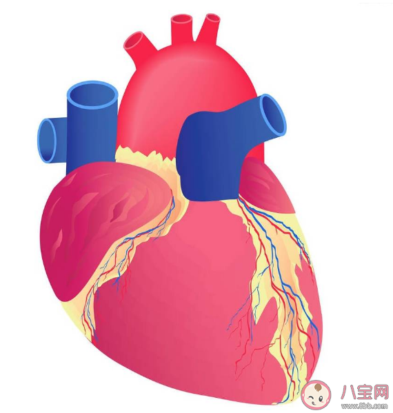 夏天心脏负担有多重 夏季如何预防心血管疾病