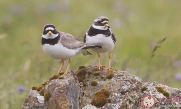 研究称劈腿和异地恋可导致鸟类离婚 鸟类也会出轨和劈腿吗 研究称劈腿和异地恋可导致鸟类离婚 鸟类也会出轨和劈腿吗