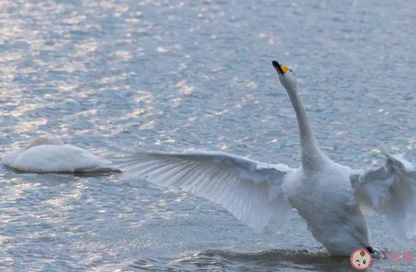 研究称劈腿和异地恋可导致鸟类离婚 鸟类也会出轨和劈腿吗 研究称劈腿和异地恋可导致鸟类离婚 鸟类也会出轨和劈腿吗