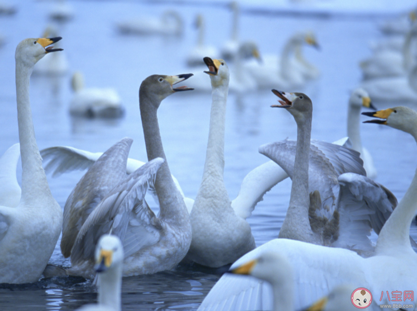 研究称劈腿和异地恋可导致鸟类离婚 鸟类也会出轨和劈腿吗 研究称劈腿和异地恋可导致鸟类离婚 鸟类也会出轨和劈腿吗