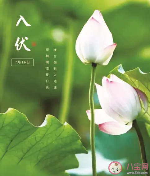 明起正式入伏5省份局地达40℃以上 入伏注意事项有哪些