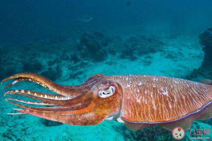 海洋生物中的头足类动物是靠什么来产生动力的 神奇海洋7月11日答案介绍