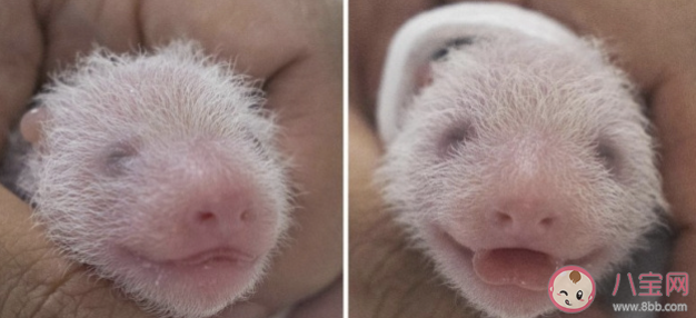 旅韩大熊猫爱宝诞下双胞胎是真的吗 大熊猫生双胎的几率有多大