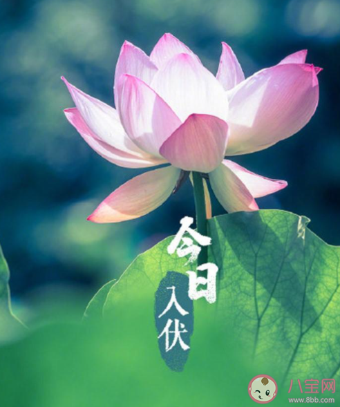 2023今日入伏图片带字祝福语说说 入伏祝福语短句唯美文案句子