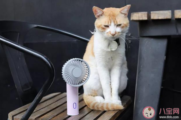 对于人类来说多热才算太热 很热的时候该怎么办