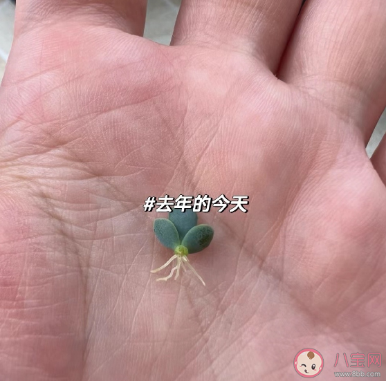 不死鸟是什么 不死鸟的名字由来是什么