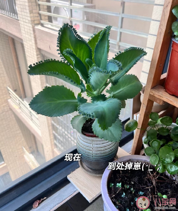 不死鸟是什么 不死鸟的名字由来是什么