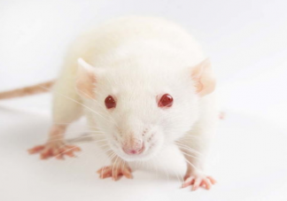 为什么一只实验小白鼠能卖上万 做实验为什么要用小白鼠