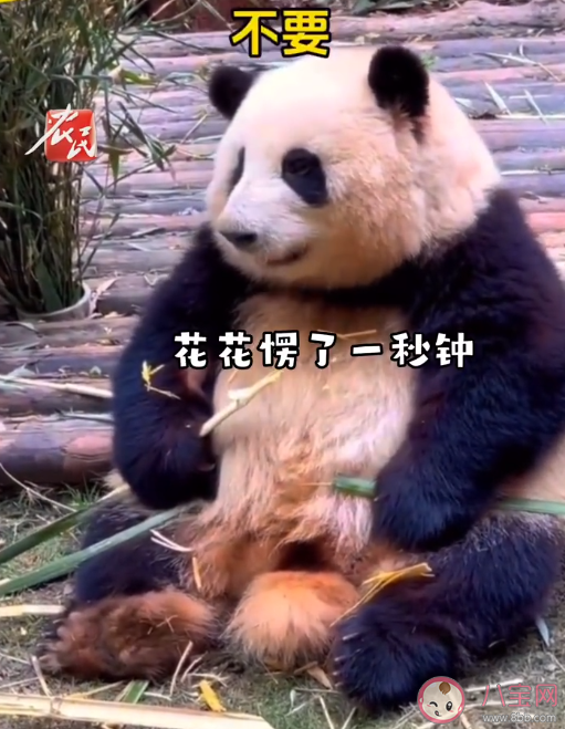 花花被游客喊胖子愣了1秒钟 熊猫能听懂人说的话吗