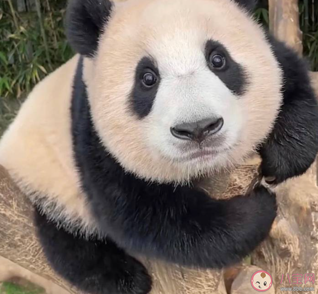 韩国熊猫热升温是怎么回事 大熊猫福宝什么时候回国