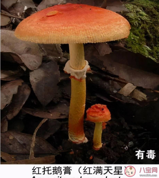 野生菌煮熟吃为什么还会中毒 野生菌的毒性有哪些