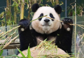 韩国熊猫热升温是怎么回事 大熊猫福宝什么时候回国
