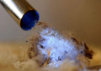 尘螨可以彻底消灭吗 如何防范尘螨