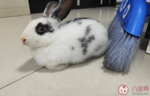 兔子有两个独立的子宫吗 兔子的繁殖期是什么时候