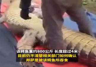 老人失踪4天在鳄鱼胃中发现遗骸 鳄鱼会吃人吗