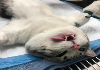 猫狗绝育坏人表演一次几十元 带猫咪狗狗绝育会被记仇吗