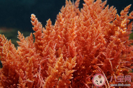 以下哪种海洋生物具有红色的叶状体 神奇海洋7月28日答案