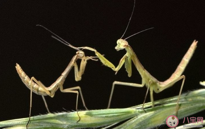 为什么雌螳螂会吃掉雄螳螂 雄性螳螂为何不逃跑 为什么雌螳螂会吃掉雄螳螂 雄性螳螂为何不逃跑