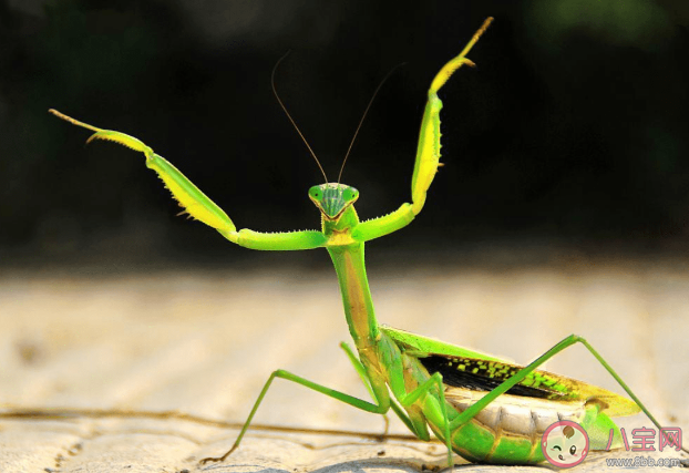 为什么雌螳螂会吃掉雄螳螂 雄性螳螂为何不逃跑 为什么雌螳螂会吃掉雄螳螂 雄性螳螂为何不逃跑