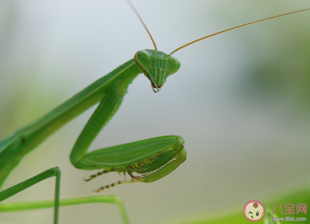 为什么雌螳螂会吃掉雄螳螂 雄性螳螂为何不逃跑 为什么雌螳螂会吃掉雄螳螂 雄性螳螂为何不逃跑
