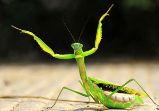 为什么雌螳螂会吃掉雄螳螂 雄性螳螂为何不逃跑