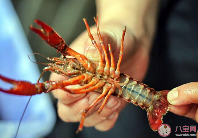 成吨死龙虾疑似被做成虾尾出售 死龙虾可以食用吗