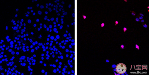 杀死所有实体瘤的神药要来了吗 aoh1996是什么药物