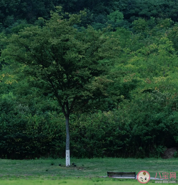 抱树可以缓解焦虑吗 为什么我们需要去抱树