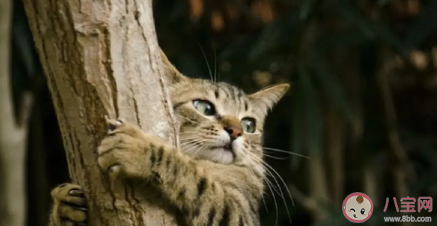 抱树可以缓解焦虑吗 为什么我们需要去抱树